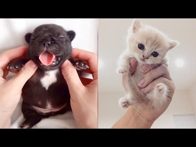 Cute baby animals Videos Compilation cute moment of the animals - Cutest Animals #7