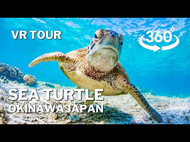 【360°VR】Sea Turtle Eating Coral / Ishigaki Island Okinawa - Skin Dive 5.6K Video