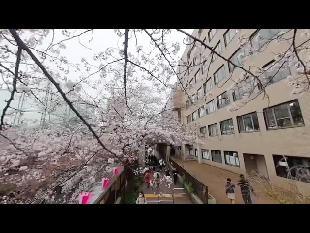 3D180VR, Walking through Cherry Blossoms in Tokyo