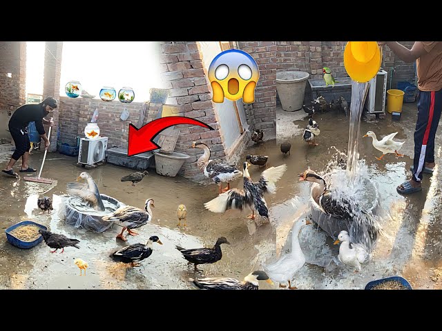 Puri Chat pani sy bhar gai sb pets gily 😱 | Mini Zoo #pets #petsvlog