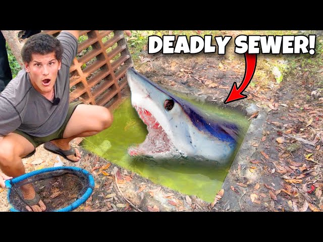 I Found SHARKS In DEADLY SEWER!