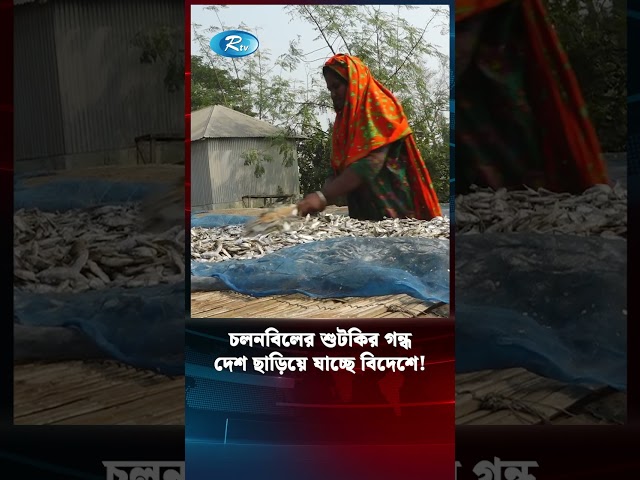 চলনবিলের শুটকি দেশ ছাড়িয়ে যাচ্ছে বিদেশে! | Chalan Beel | Dry Fish | Rtv News