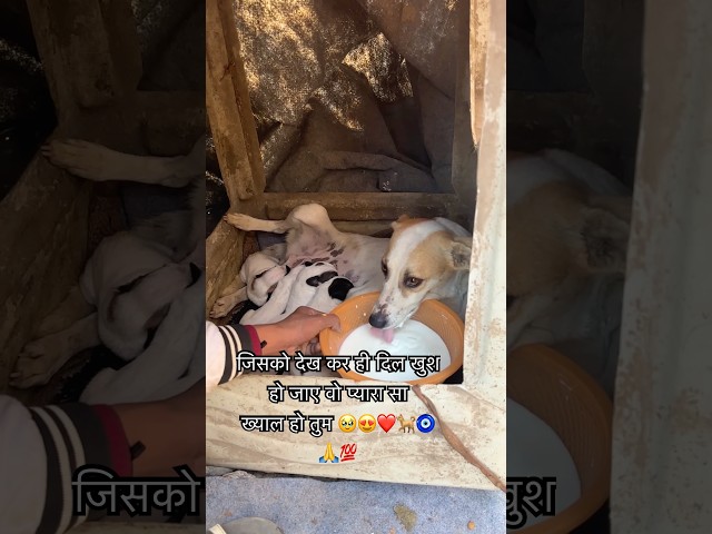 जिसको देख कर ही दिल खुश हो जाए वो प्यारा सा ख्याल हो तुम 🥹😍❤️🐕🧿🙏💯|#feeding