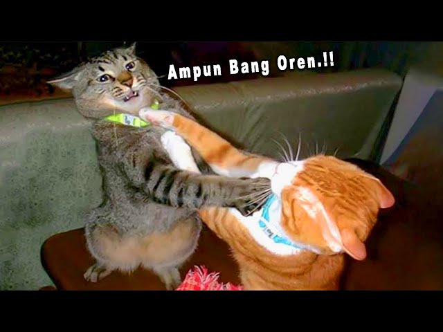 NGAKAK 😂 10 Menit Kompilasi Video Kucing Lucu Banget Bikin Ngakak Sakit Perut ~ Kucing Lucu Tiktok