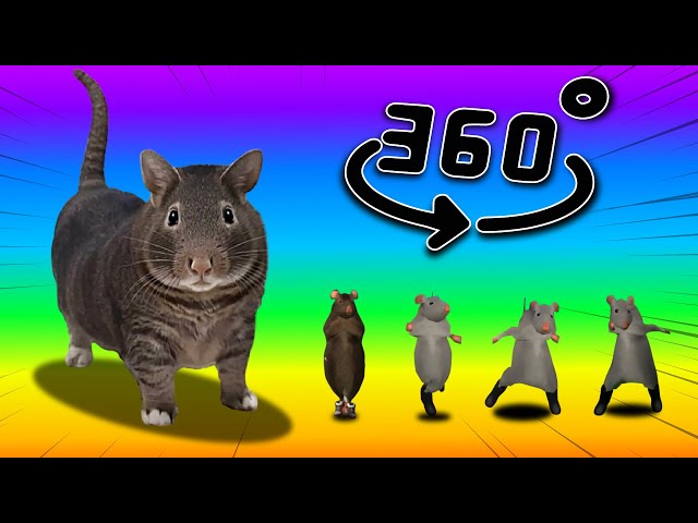 OIIAOIIA CAT x RAT DANCE Meme But It's 360 degree video #2