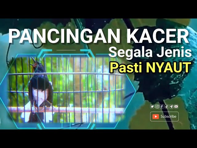 masteran BURUNG KACER AGAR CEPAT BONGKAR MATERI cocok untuk segala jenis BURUNG kacer STRES