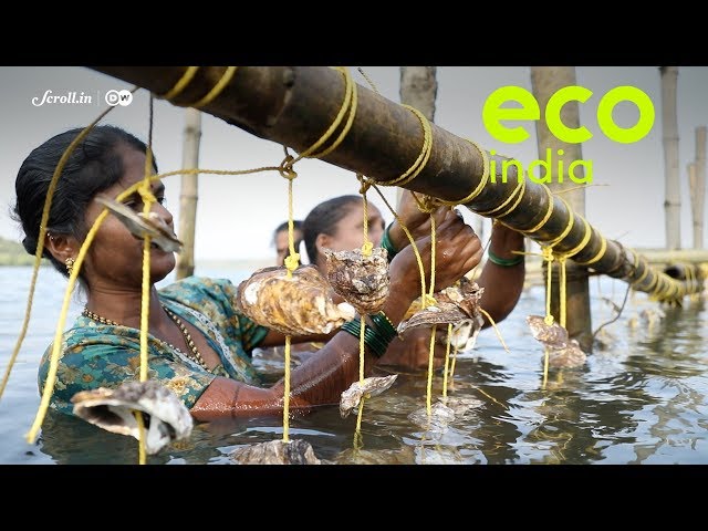 Eco India: How a simple innovation in oyster farming has transformed the lives of these fisherwomen