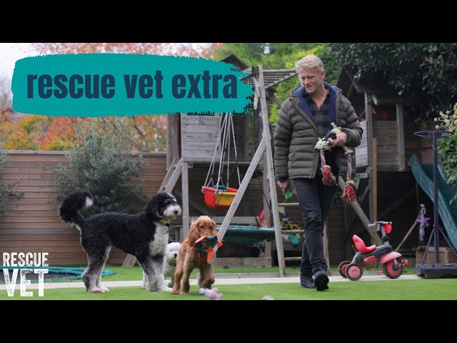 Dog siblings reunited! ❤️ Introducing your rescue dog to the pack | Rescue Vet Extra with Dr Scott