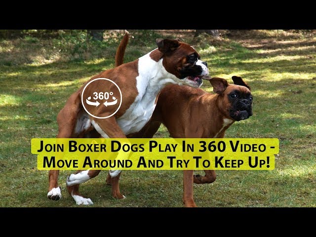 Move Around And Try To Keep Up! Boxer Dogs Play In 360 Video Virtual Reality