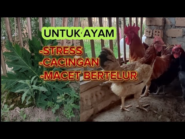 MANFAAT DAUN PEPAYA UNTUK AYAM KAMPUNG @Ayamkampung001