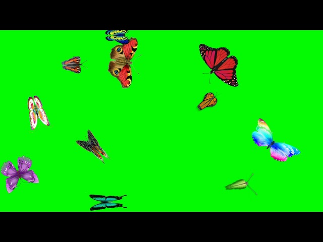 3mins Flying Butterflies animation for vlogs with Green Screen| Cute