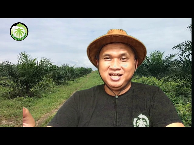 Masih Berani Berinvestasi Kebun Sawit