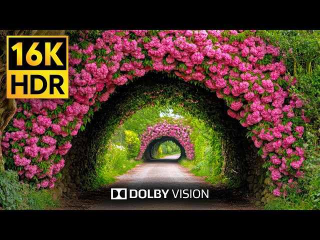 DOLBY VISION in 10 BIT - 16K HDR VIDEO ULTRA HD 60FPS [ 8K EARTH ]