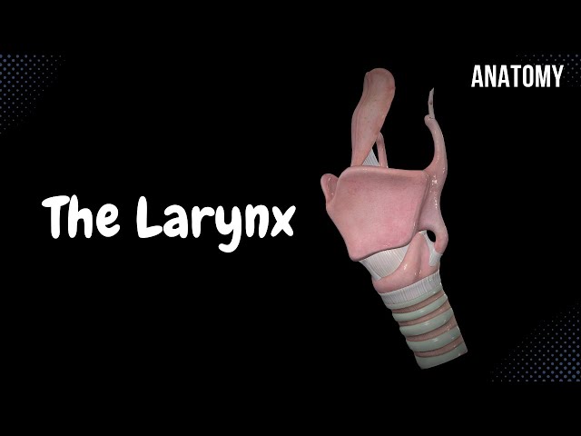 Larynx (Voice Box) - Cartilage, Ligaments, Joints, Wall, Cavity | Anatomy