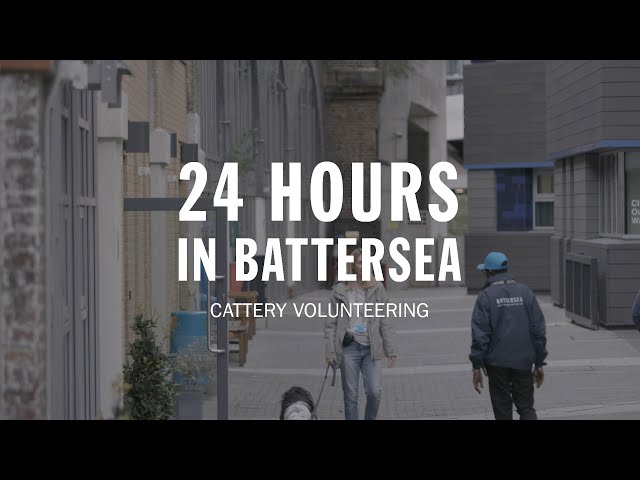 Cattery Volunteering | 24 Hours in Battersea