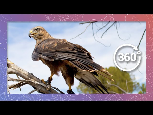 Augur Buzzard Education with Nature's Educators | Wildlife in 360 VR