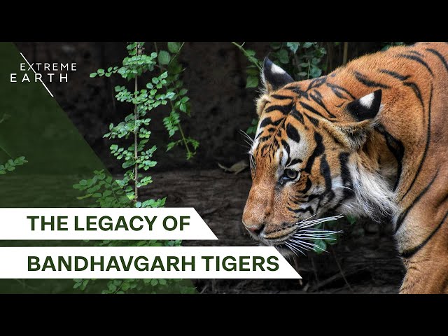 Bandhavgarh Tigers: A Fight for Family and Territory | Forest Tigers