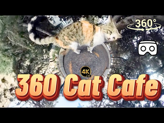 360 Cat Cafe: Cuddle Close Without the Claws (VR Therapy) #360 #vr