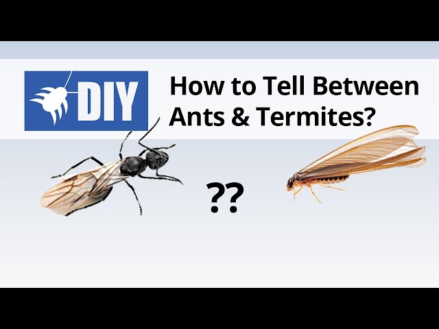 Termites vs Ants - How to Tell the Difference Between Ants & Termites