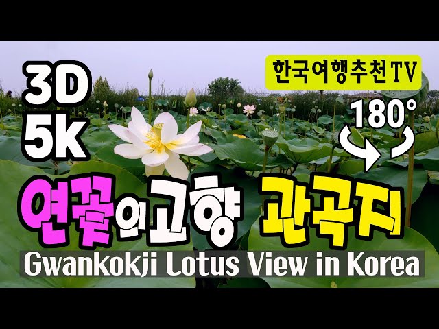 🔴 180° 3D VR 연꽃의고향 관곡지풍경 - 경기도 시흥, Gwankokji Lotus View in Korea (with Clova Dubbing) 5K