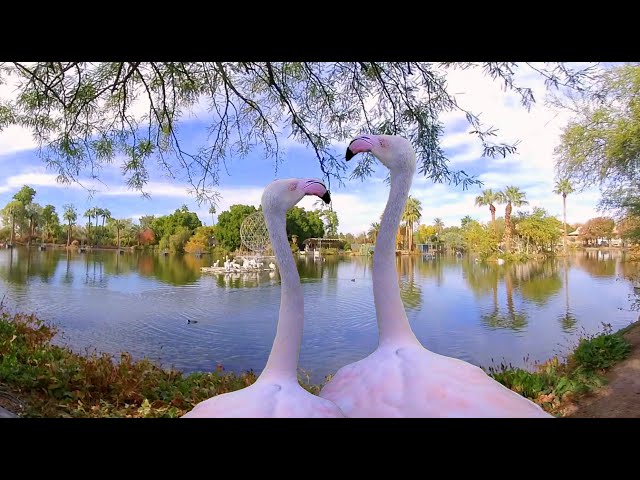 Flamingos in 3D VR