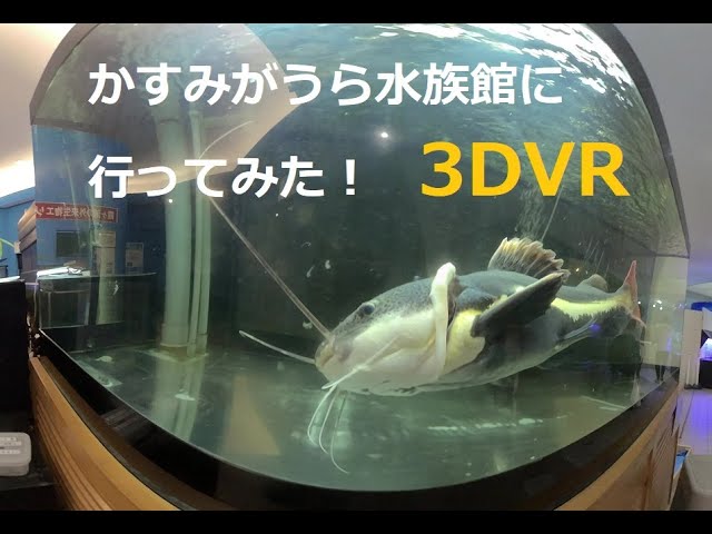 かすみがうら水族館に行ってみた！　180度3DVR.　I went to Kasumigaura Aquarium! 　180 degree 3DVR.