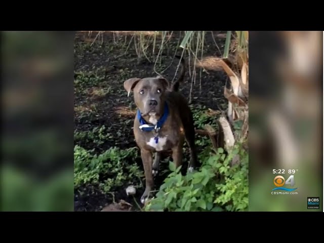 Florida Woman Reunited With Her Dog After 8 Years