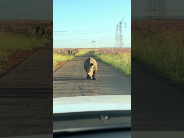 A rare and sweet moment with this special species #wildlife #rhino #safarisightings