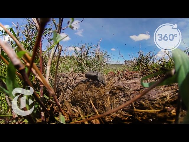 Dinner With A Dung Beetle | The Daily 360 | The New York Times