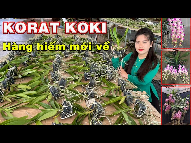 KORAT KOKI HOA THƠM QUYẾN RŨ ĐÃ CÓ MẶT TẠI VƯỜN LAN BÁ NINH / Thích Trồng Lan - Vườn lan Bá Ninh