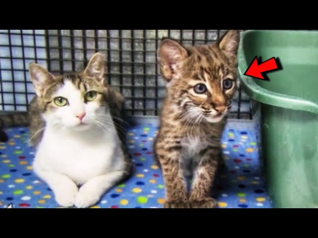 Stray Cat Adopted Baby Bobcat and Raised Him With Her Kittens