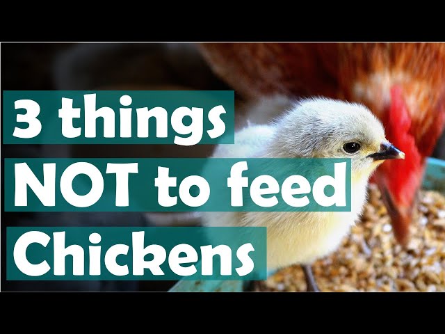 Don't Make This Mistake! Avoid These 3 Foods For Chickens And Discover Delicious Treat Ideas