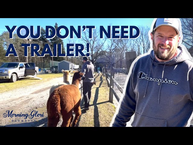 How to Transport Alpacas Without a Trailer | Morning Glori Farmette