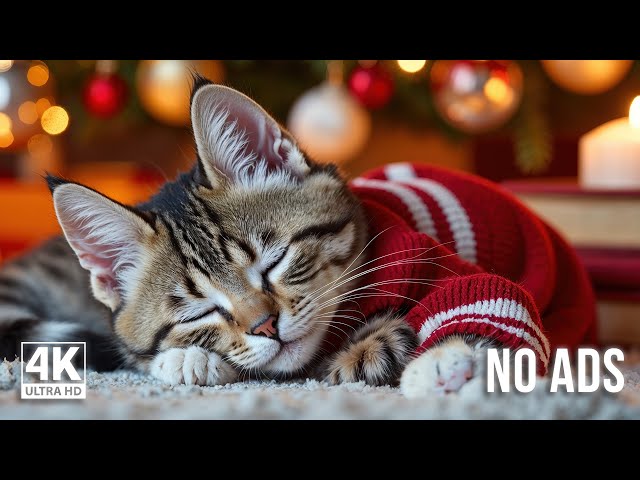 Calming Music for Anxious Cats - Cat Music for Deep Relaxation and Sleep, Music For Cats