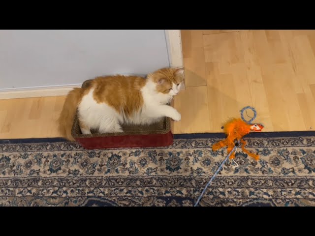 Crazy cute cat’s daily routine,