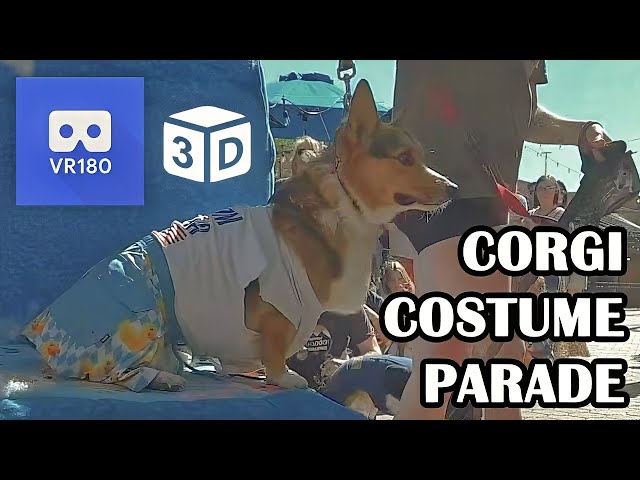 Cute corgi dog costume parade | VR180 8K 3D | Tour de Corgi 2024