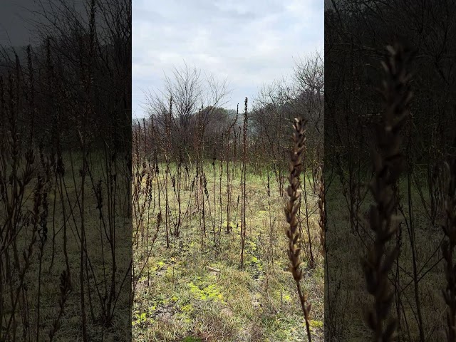 Haunting Tranquility: Reeds, Smoke, and Forest 🪸 #nature #elements #wildlife