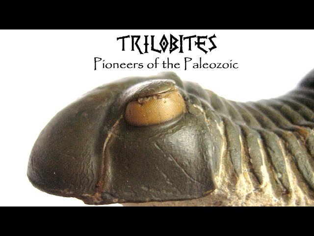 TRILOBITES: Pioneers of the Paleozoic