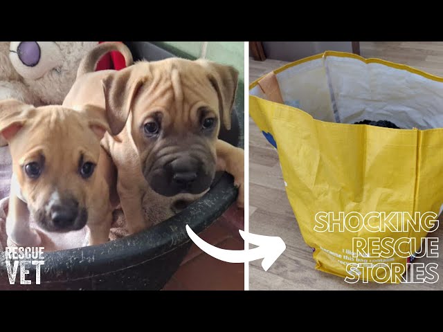 Tiny puppies left to die in carrier bag on the hottest day of the year: The Abandoned Puppies Story