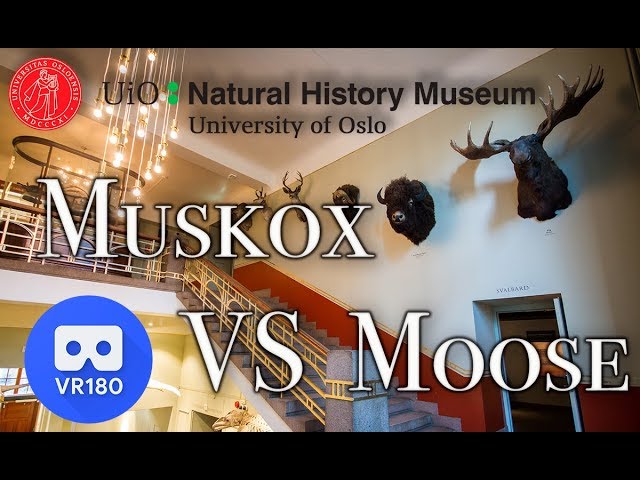 VR180 - Virtual tour - Muskox vs Moose - Museum of natural history