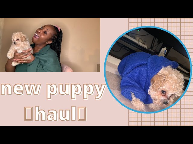 GETTING MY PUPPY! Meet my peekapoo || first days home ♡+ PUPPY HAUL