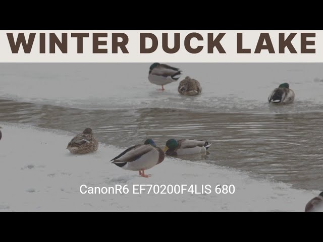 Capturing the Beauty of Winter Ducks: A Canon R6 Photography Adventure