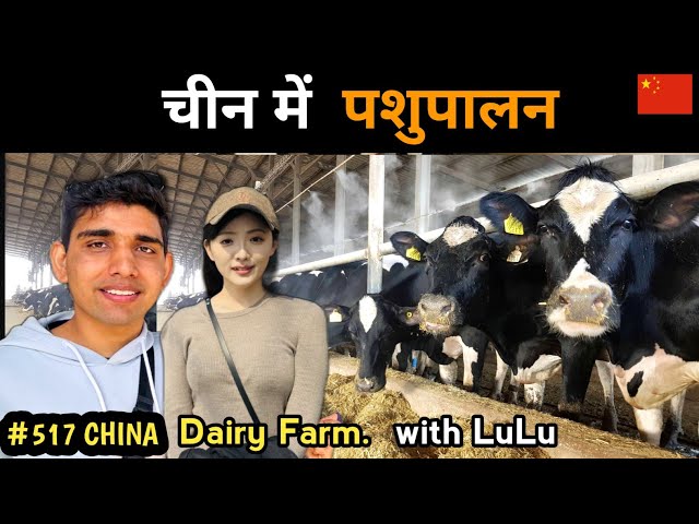 Dairy farming in China चीन में पशुपालन 🐄🔥🔥🔥