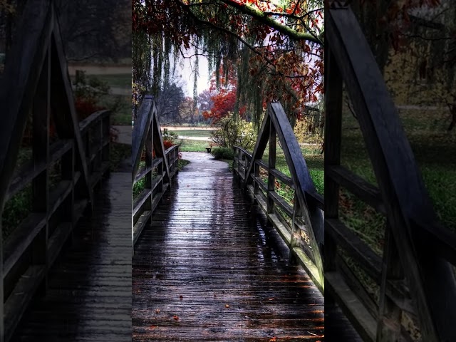 Rain on a quiet wooden bridge - Light rain on a relaxing weekend #rainsounds #relax