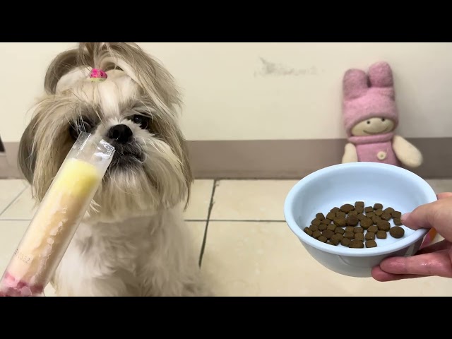 Food Challenge: Ice Lollipop vs. Dog Food