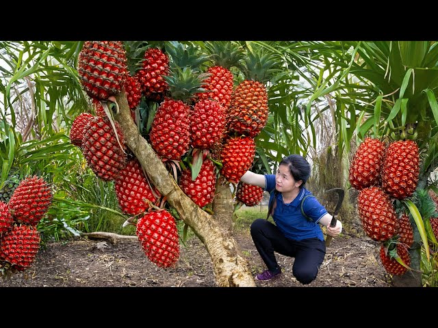 Woman Harvesting Wild Exotic Fruit Goes To Market Sell - Green Forest Life | Susan Daily Life