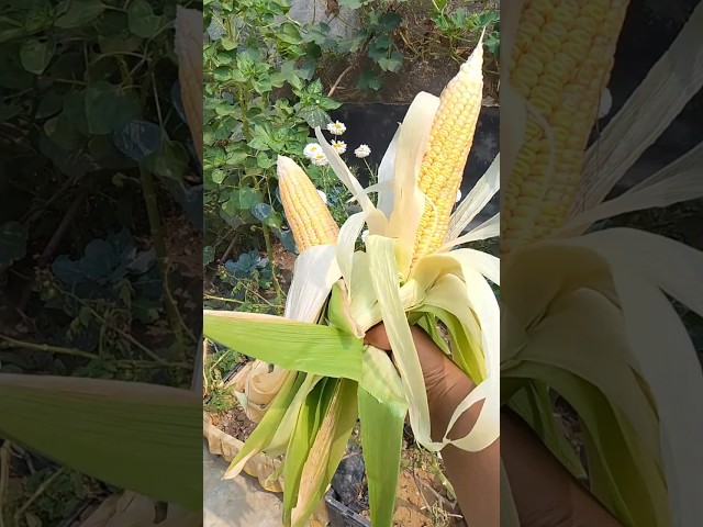 🌽।।Corn harvest।।🌽 #youtubeshorts #shortsfeed #cornharvest #shorts #gardening