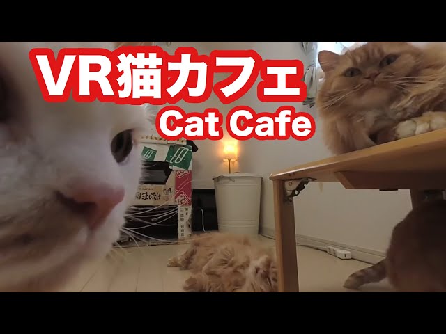 【VR猫カフェ3】Cat Cafe「マンチカンズ」