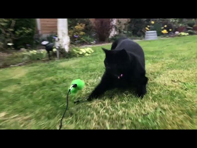 SLO-MO Cat Chase