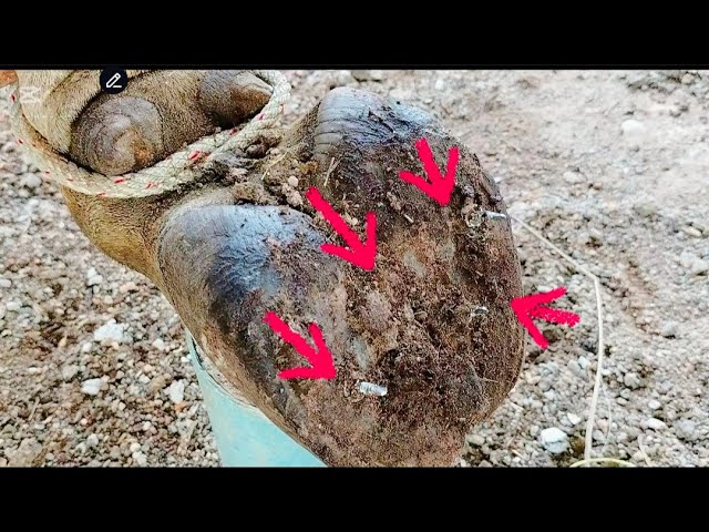 Cleaning cow s's feet make cows healthy dr pimple popper 2025